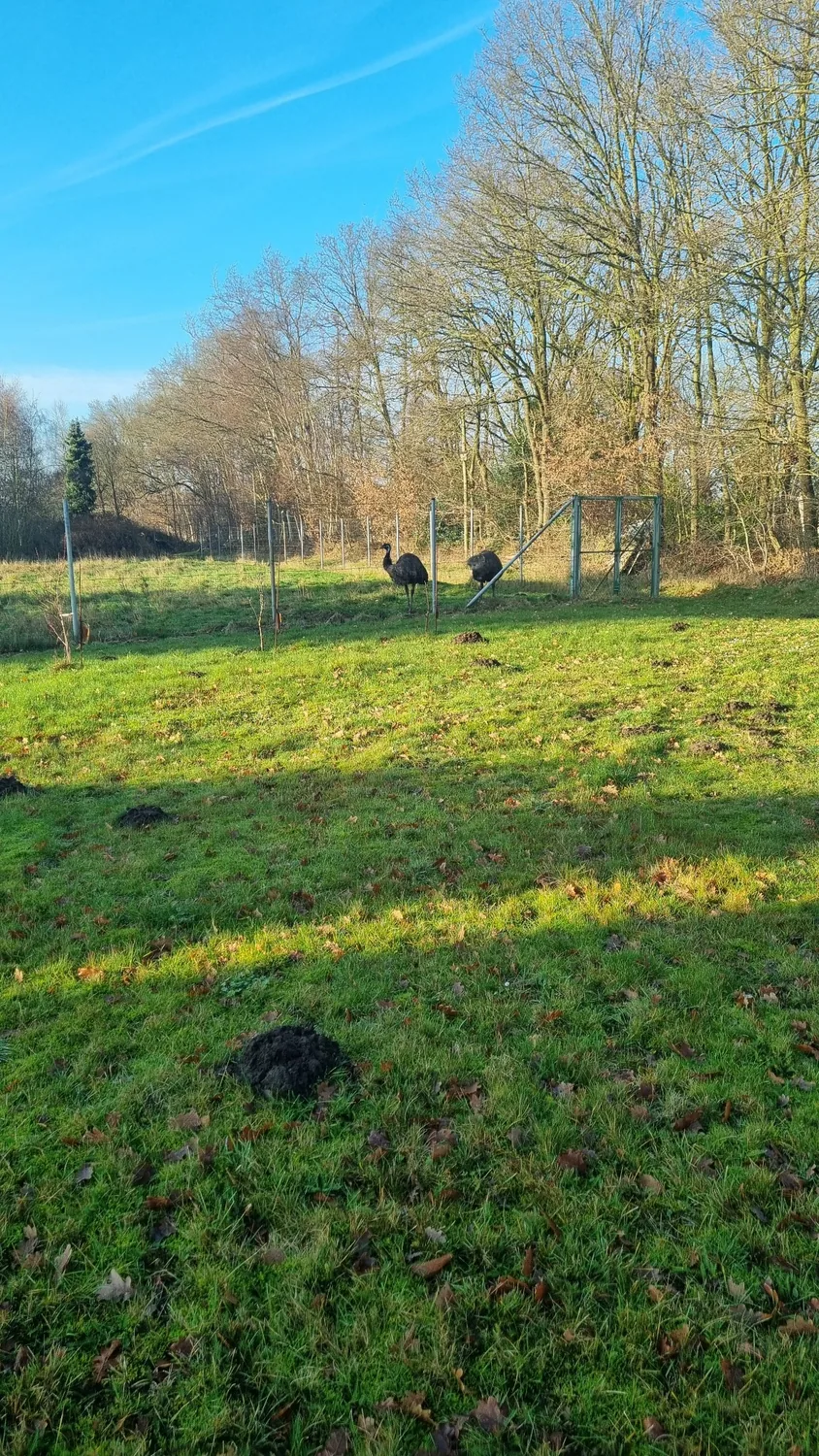 The two emus enjoying their space