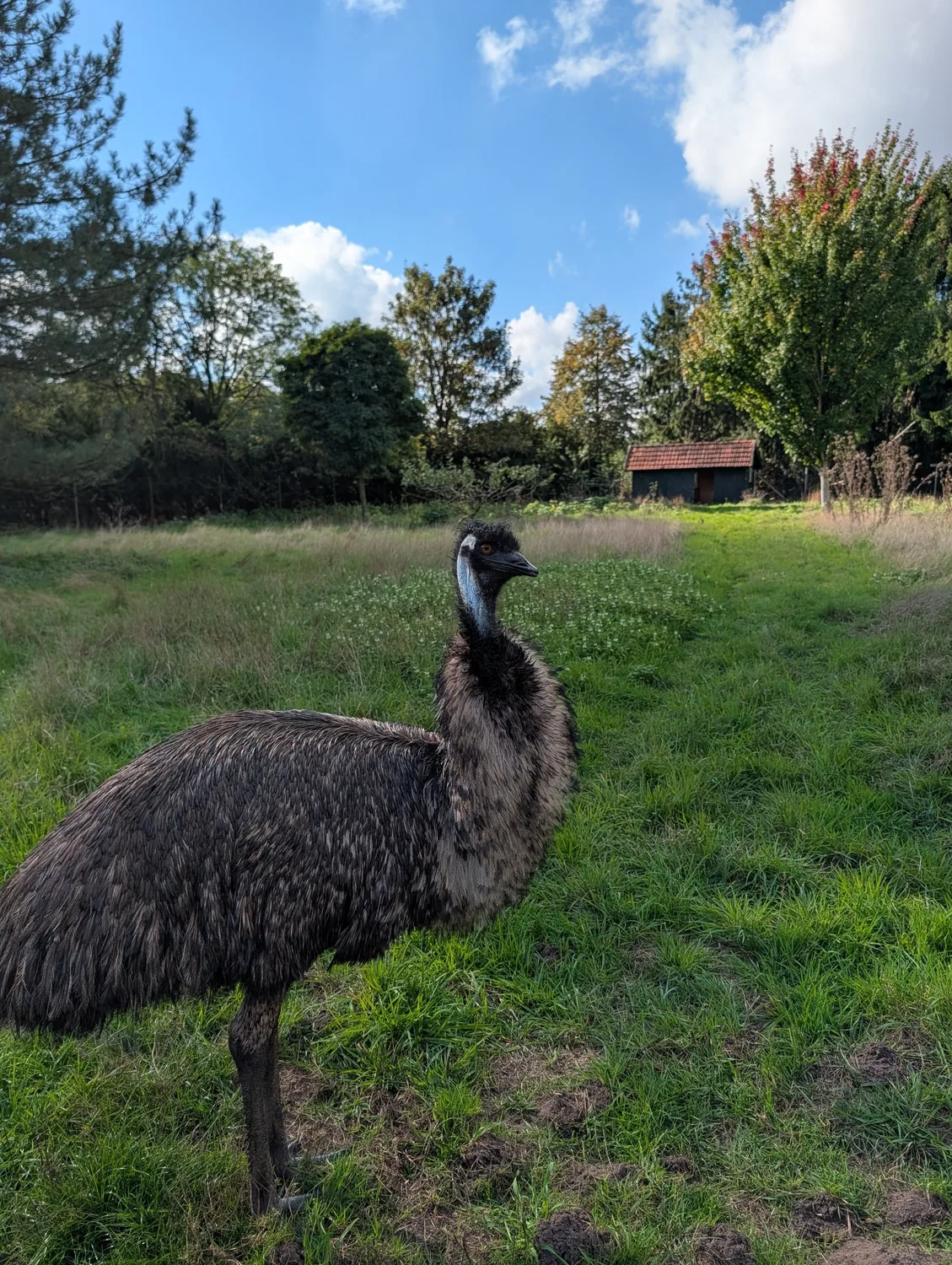 One of our emus on a walk through the meadow