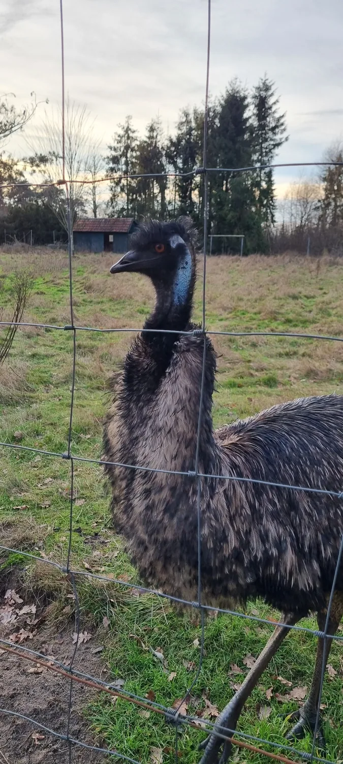 A closer look at one of our feathered bosses