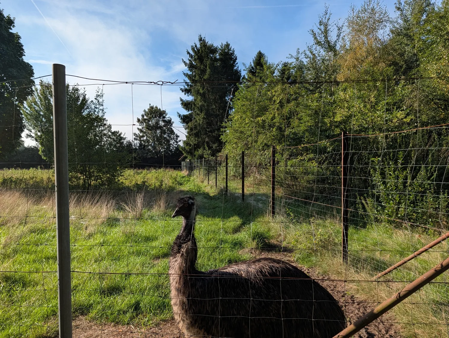 Our emu keeping an eye on the field