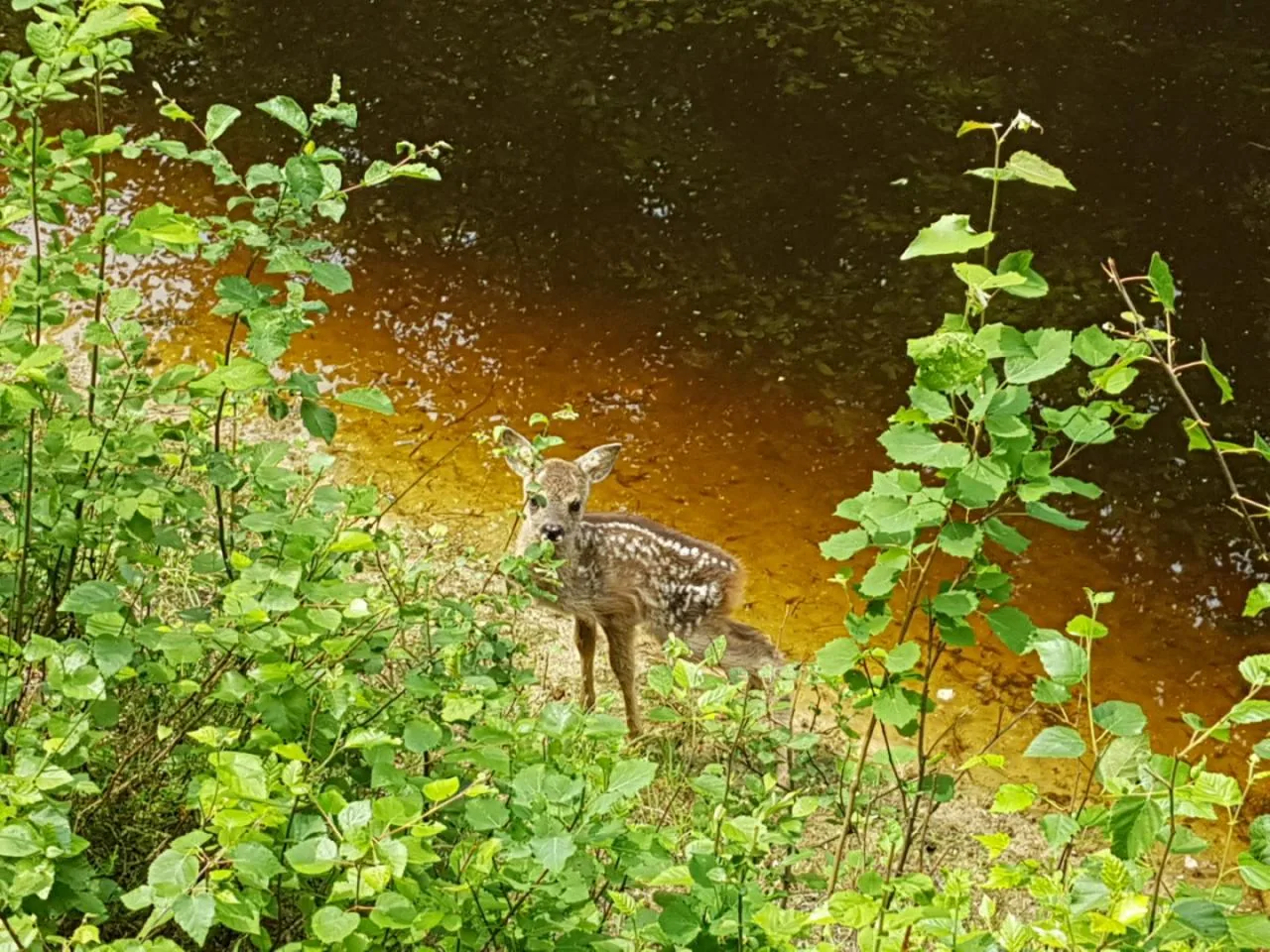 A spotted roe deer fawn beside the water