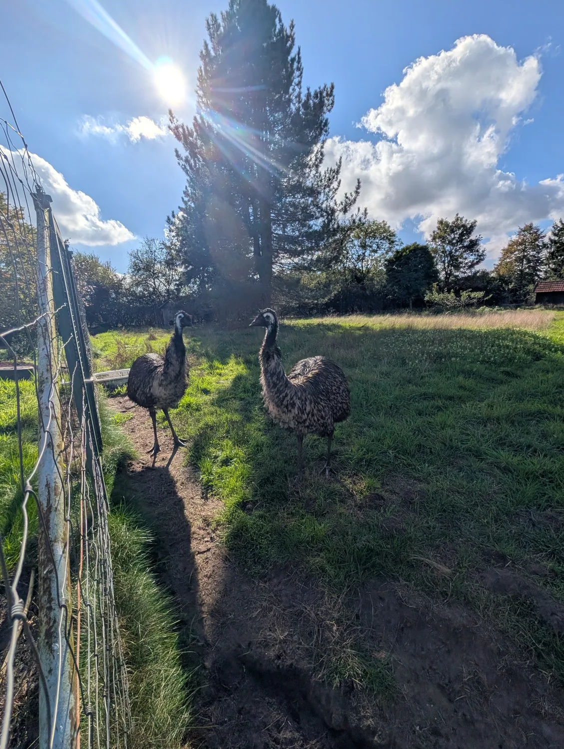 Hilde & Franz together in the sunshine