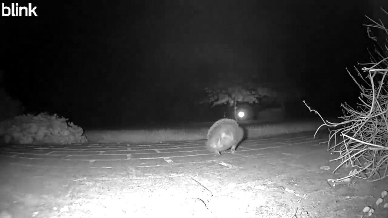 A little visitor captured by the garden camera