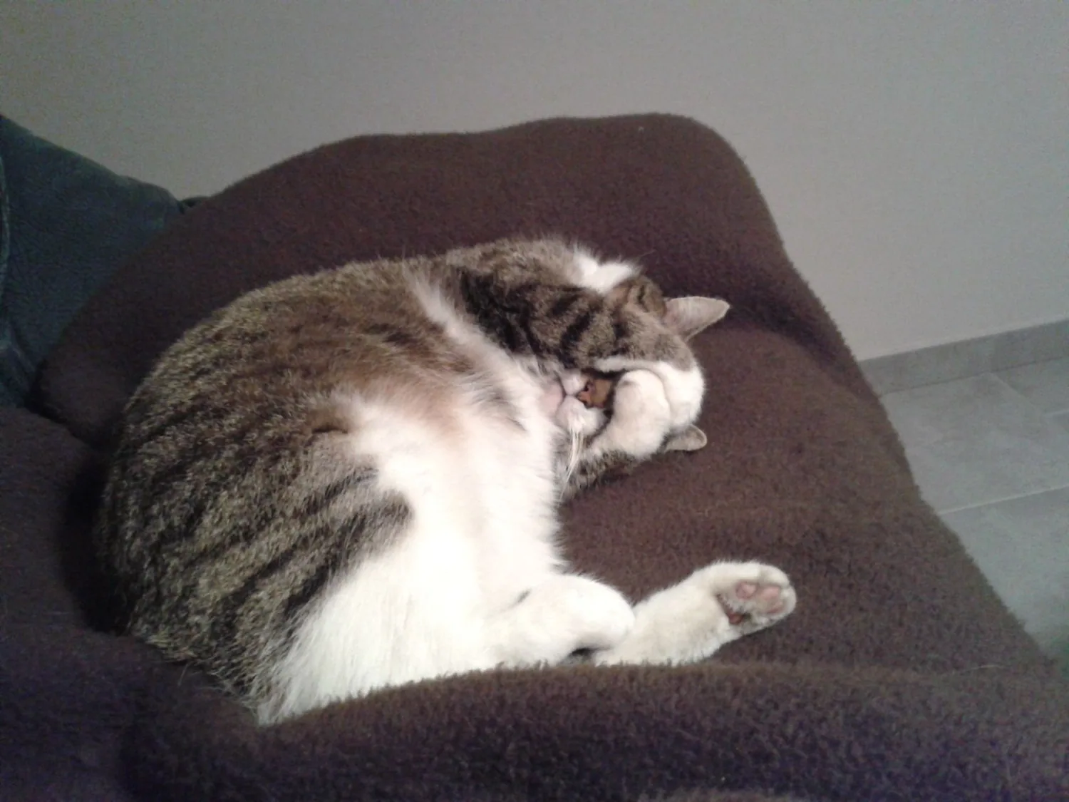 A special memory of our beloved cat