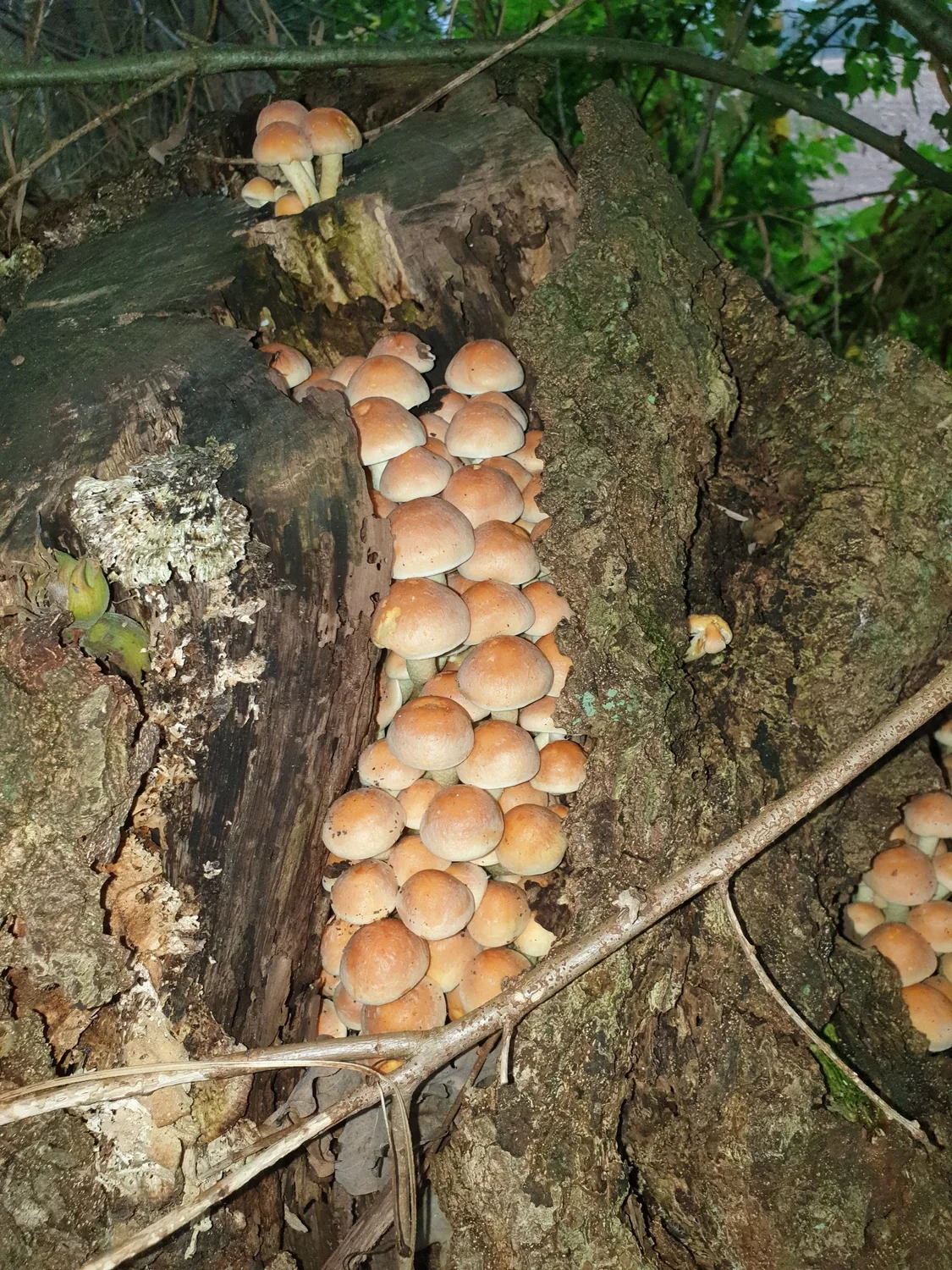 Mushrooms growing on an old tree stump