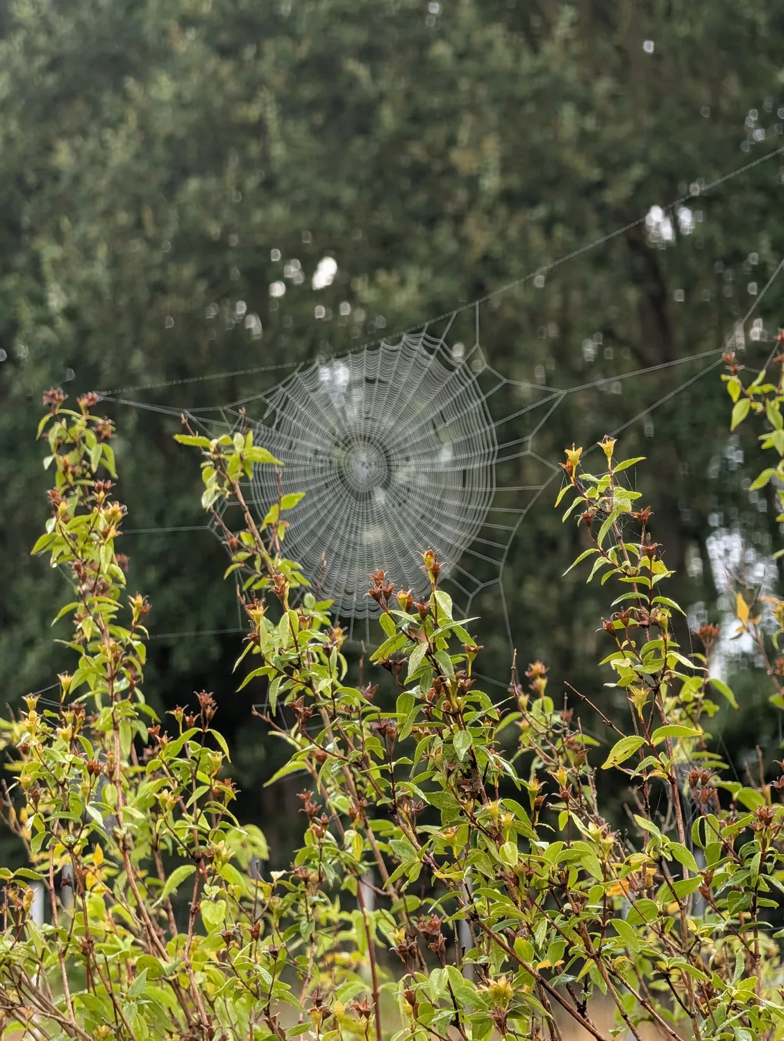 A delicate web catching the morning light