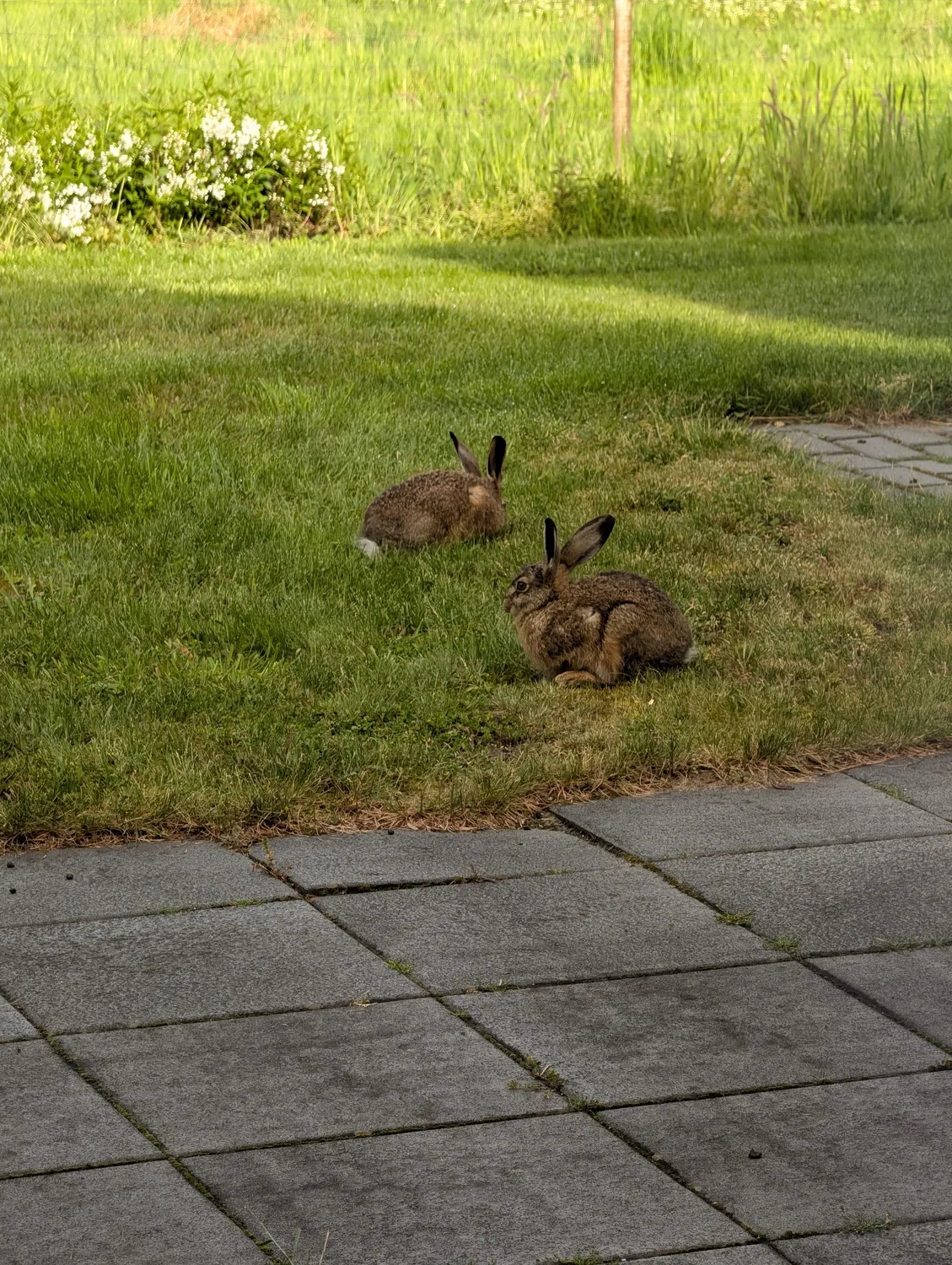 Two hares relaxing in the garden